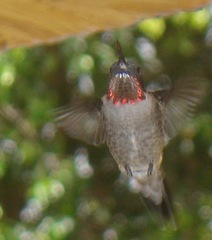 Archilochus colubris