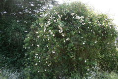 Rosa banksiae