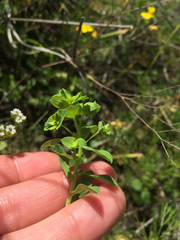 Euphorbia spathulata