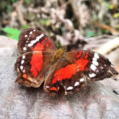 Anartia