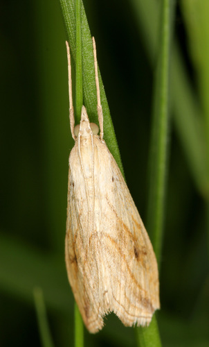 Evergestis forficalis
