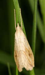 Evergestis forficalis