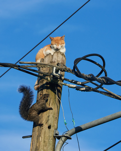 Yucatán Squirrel (Sciurus yucatanensis)