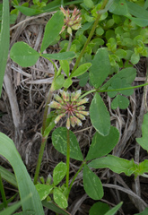Trifolium carolinianum