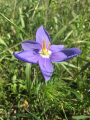 Nemastylis geminiflora