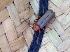 Pacificanthia consors