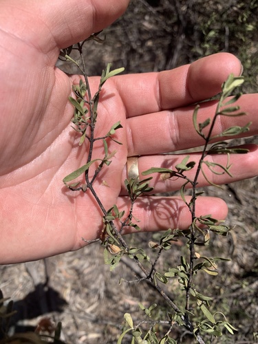 Gaping Mint-bush (Prostanthera ringens)