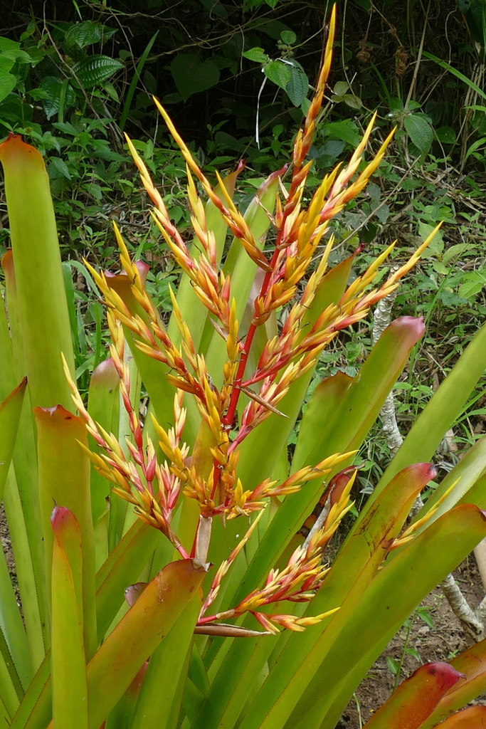 Aechmea blanchetiana, Guaramiranga, State of Ceará, 62766-000, Brazil