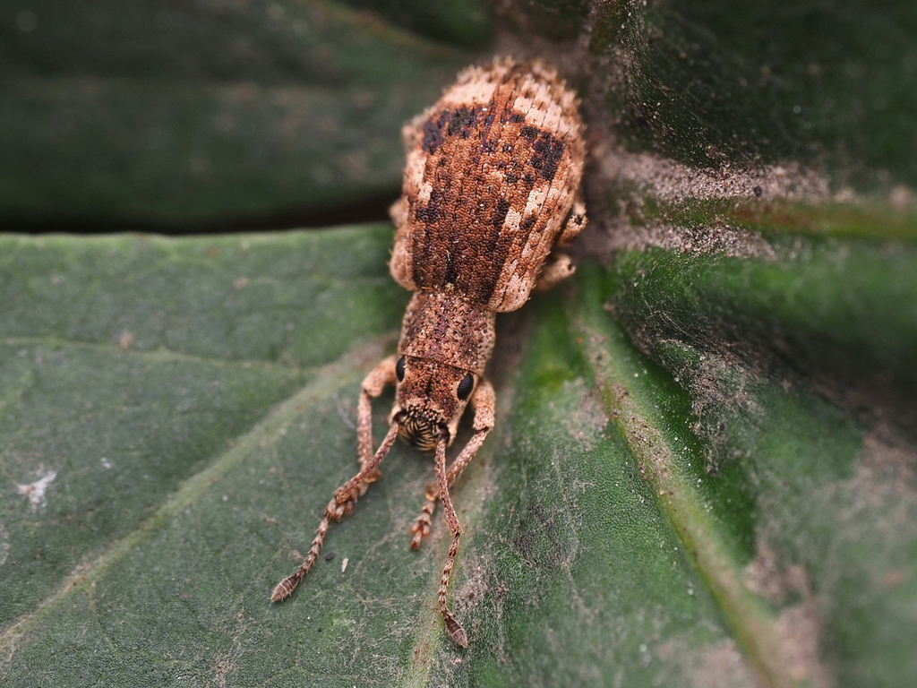 Peach Root Weevil From Prospect Park (incl. Brooklyn Botanic Garden 