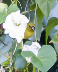 Chlorodrepanis flava