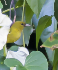Chlorodrepanis flava