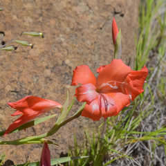 Gladiolus saundersii