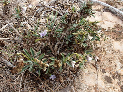 Image of Viola arborescens by (c) David Delon, some rights reserved (CC BY)