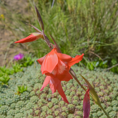 Gladiolus saundersii