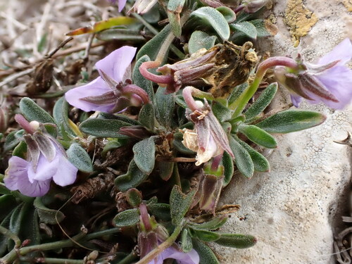 Image of Viola arborescens by (c) David Delon, some rights reserved (CC BY)
