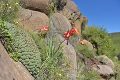 Gladiolus saundersii