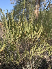 Wattle (Acacia lineata)