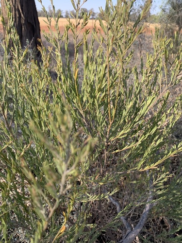 Acacia lineata, photograph 2
