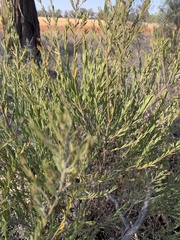 (c) Guy Taseski, some rights reserved (CC BY) Acacia lineata, photograph (c) Guy Taseski, some rights reserved (CC BY)