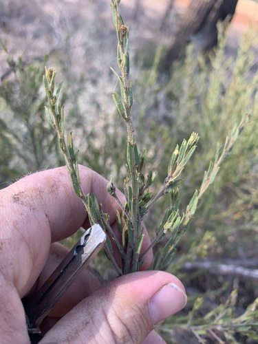 Acacia lineata, photograph 3