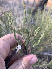 (c) Guy Taseski, some rights reserved (CC BY) Acacia lineata, photograph (c) Guy Taseski, some rights reserved (CC BY)