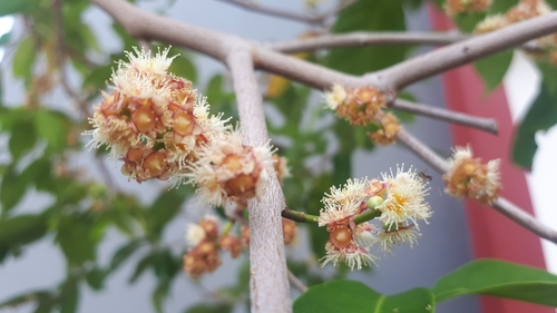 Syzygium polyanthum, photograph 5