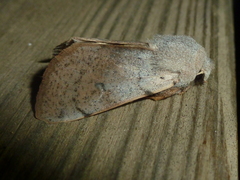 Perigrapha rorida