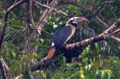 Samar Hornbill photo 1