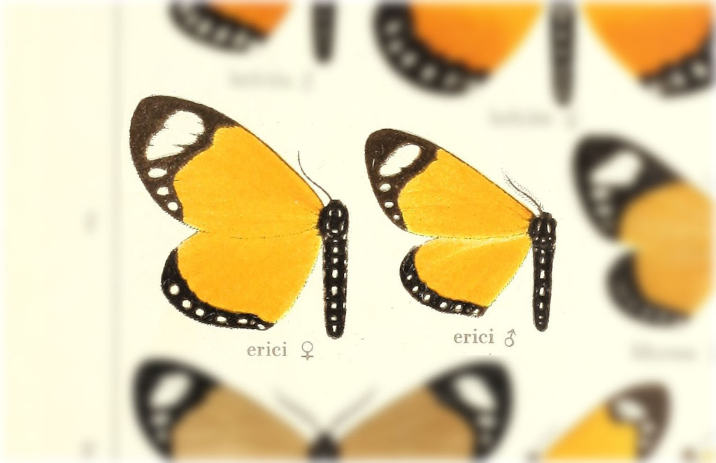 Aletis erici