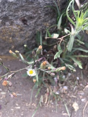 Symphyotrichum expansum