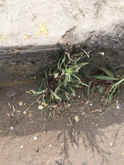 Symphyotrichum expansum