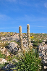 Asphodeline taurica