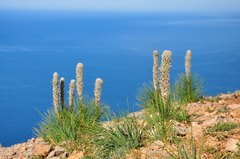 Asphodeline taurica