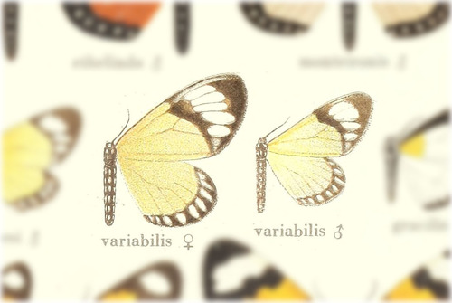 Scopula variabilis
