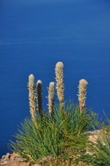 Asphodeline taurica