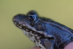Pelophylax