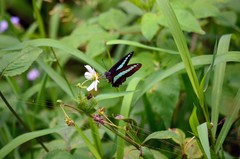 Graphium sarpedon connectens