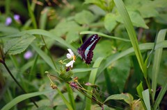 Graphium sarpedon connectens