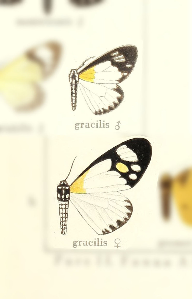 Aletis gracilis