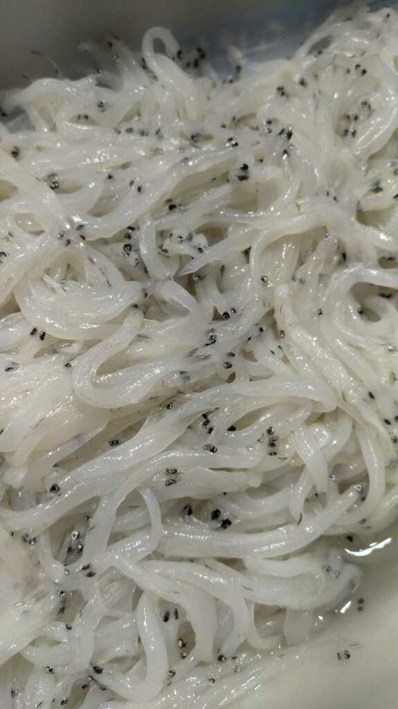 Chinese Icefish