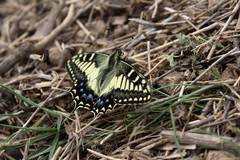 Papilio hospiton