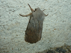 Perigrapha rorida