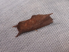 Lasiocampoidea