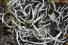 Thamnolia vermicularis vermicularis