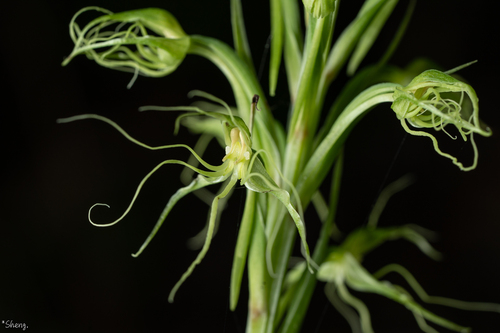 Habenaria pantlingiana iNat (1)