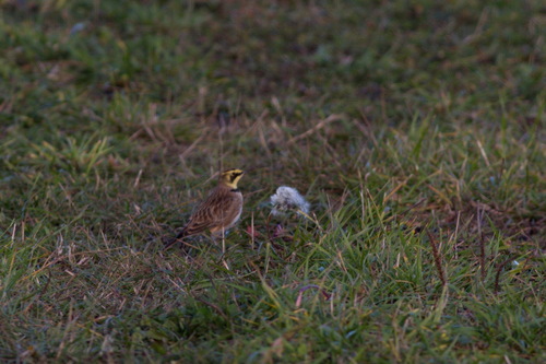 Alondra cornuda (Eremophila alpestris)