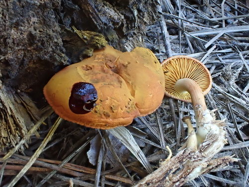 Gymnopilus subdryophilus