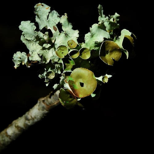 Parmotrema perforatum (Jacq.) A.Massal.