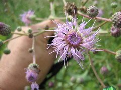 Cirsium arvense