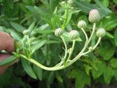 Cirsium arvense
